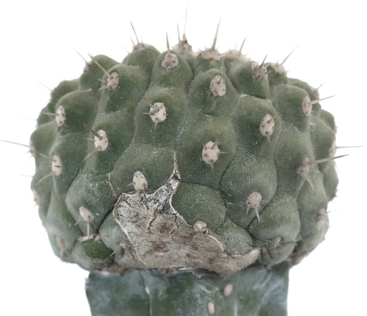Copiapoa columna-alba rare succulent cactus with rounded tubercles and short spines