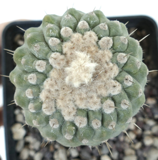 Copiapoa columna-alba green cactus with woolly areoles and sharp spines in pot