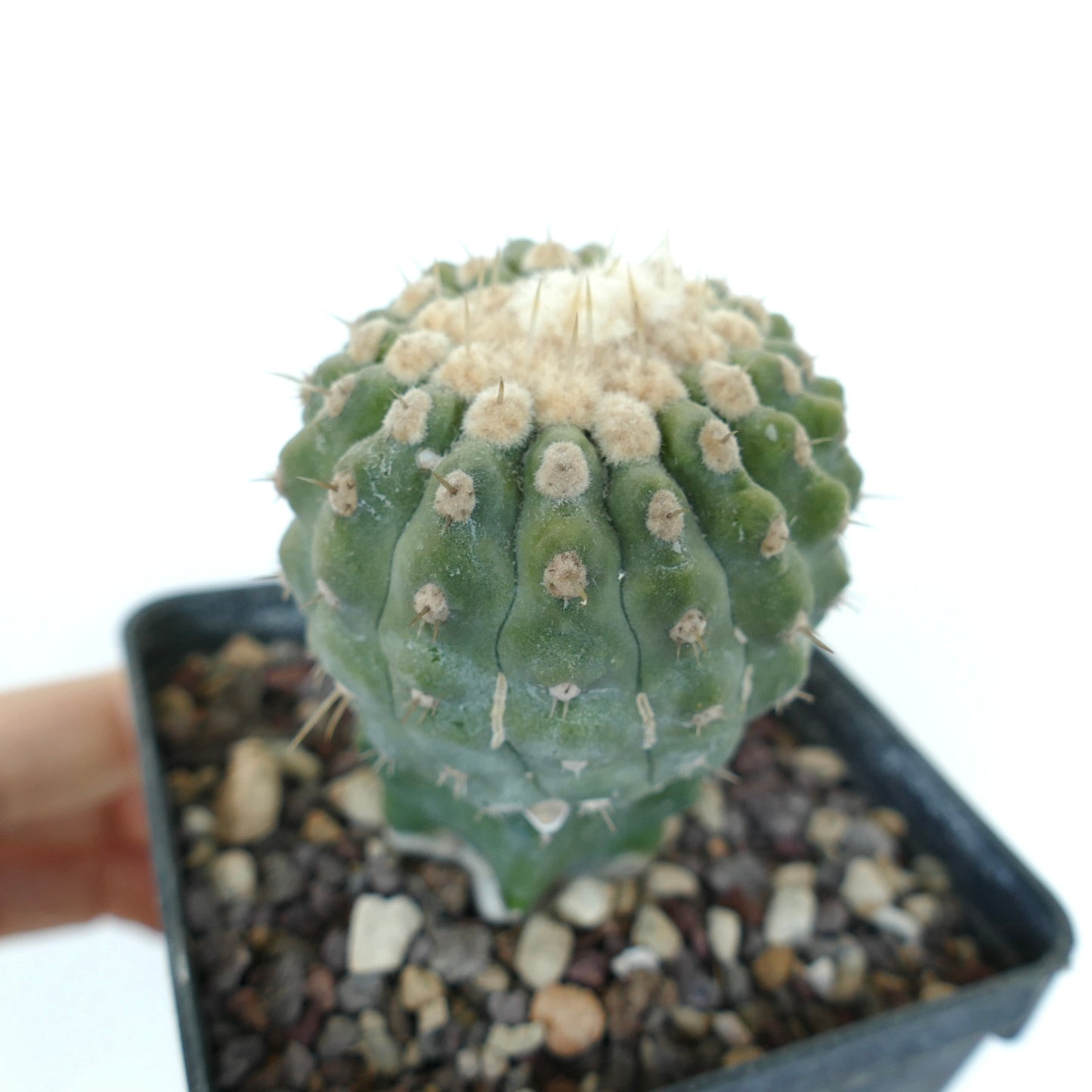 Copiapoa columna-alba var. albispinus suculenta cactus con costillas redondeadas y areolas blancas y peludas