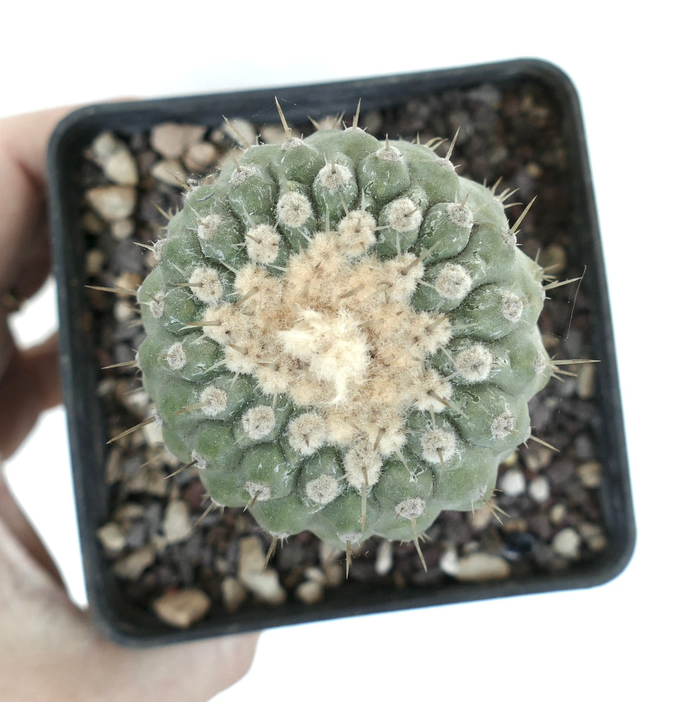Copiapoa columna-alba var albispina rare succulent cactus with dense white wool and sharp spines in pot
