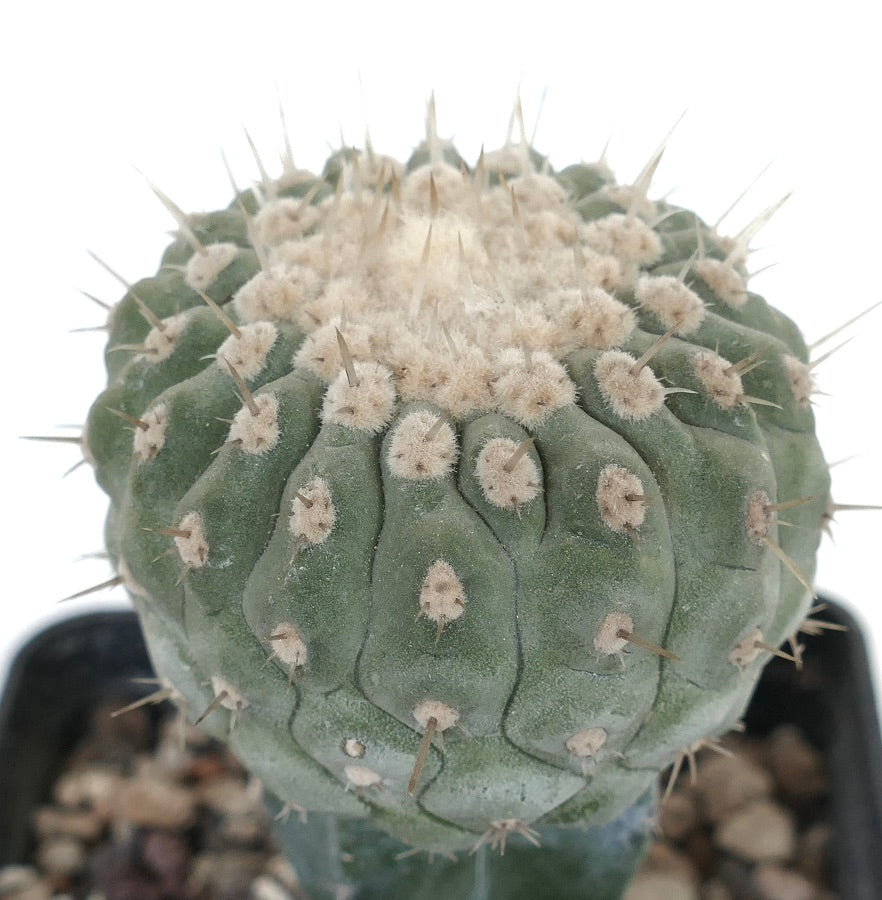 Copiapoa columna-alba succulent cactus with dense white woolly areoles and sharp spines