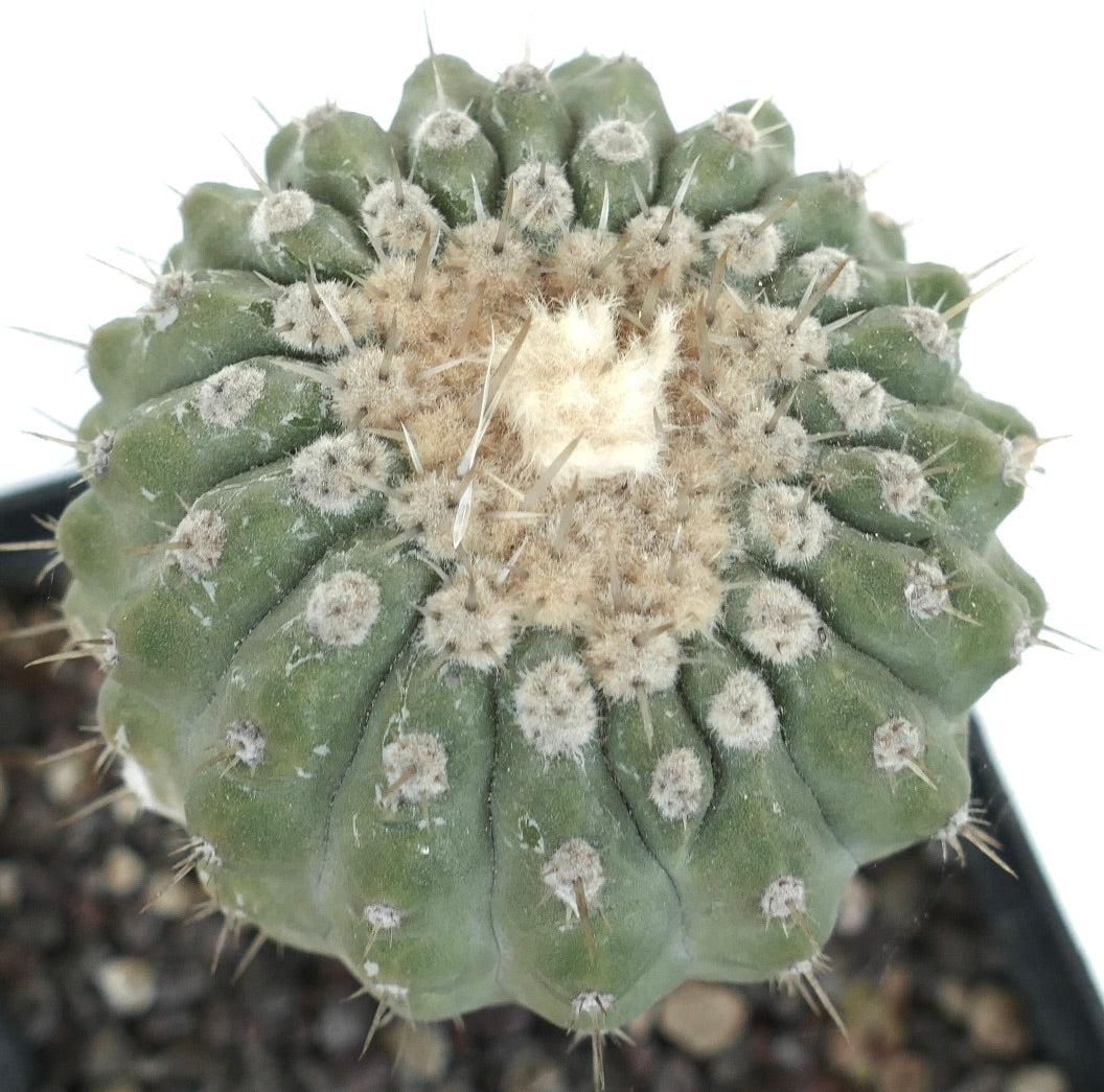Copiapoa columna-alba cv. albispinus succulent cactus with dense white spines and woolly areoles