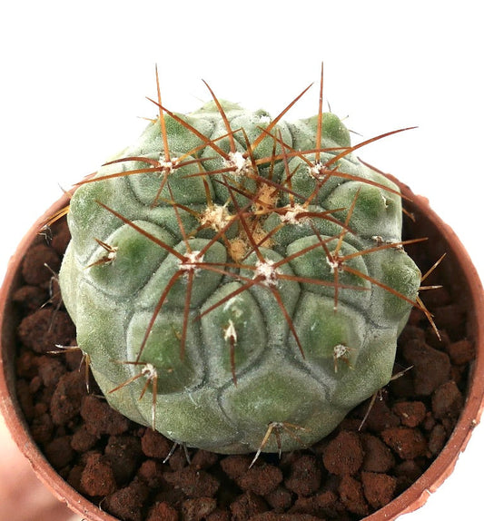 Copiapoa columna-alba x goldii