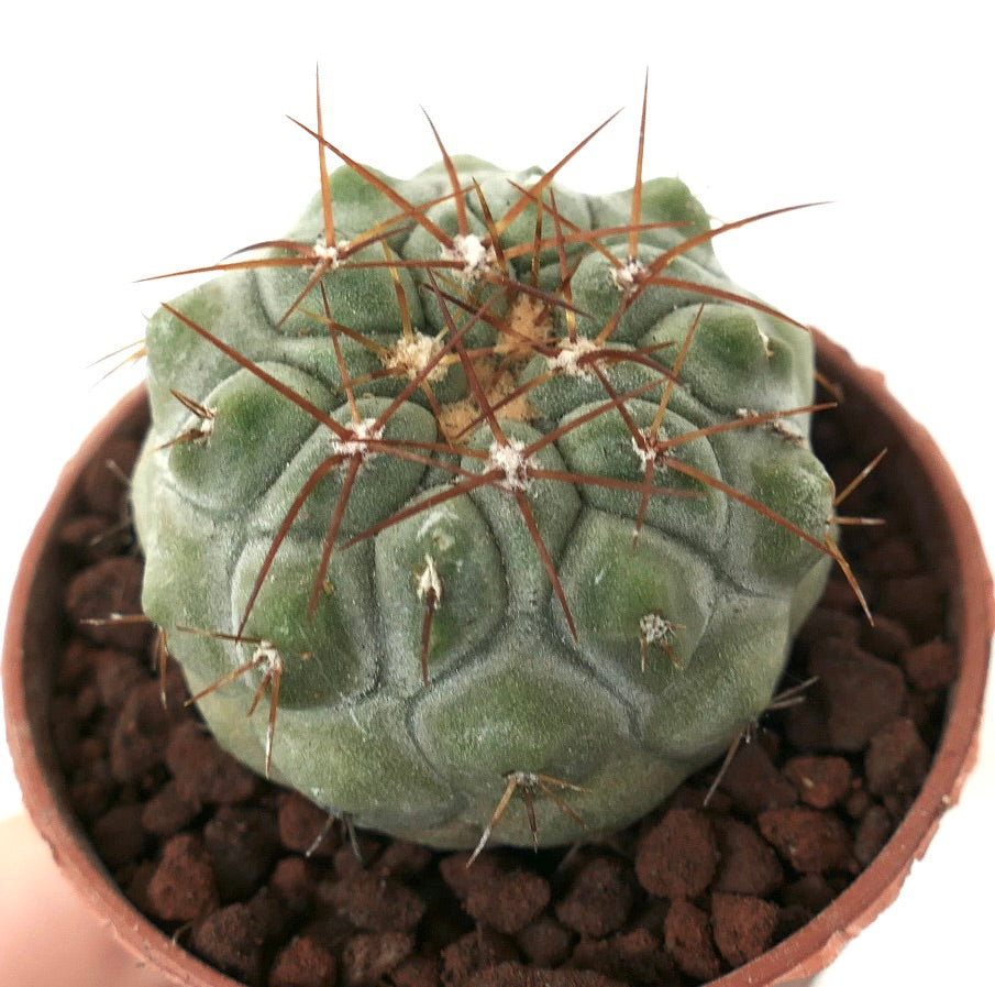 Copiapoa columna-alba x goldii