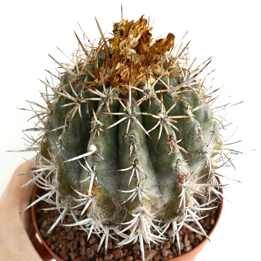 Copiapoa dura GRAFTED