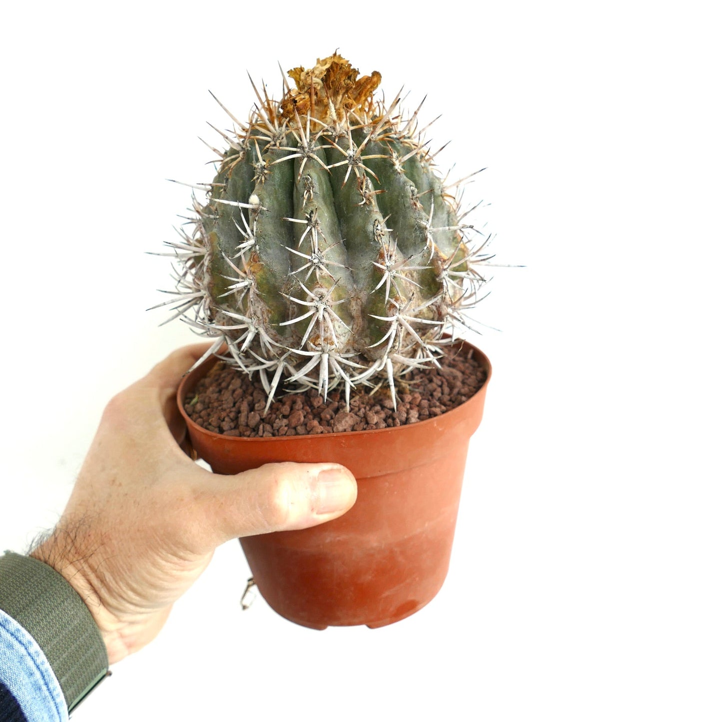 Copiapoa dura GRAFTED