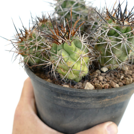 Copiapoa fiedleriana succulent cactus cluster with dense spines and green variegated stems in pot