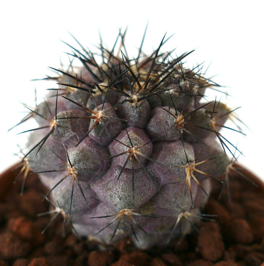 Copiapoa griseovilacea x Copiapoa humilis