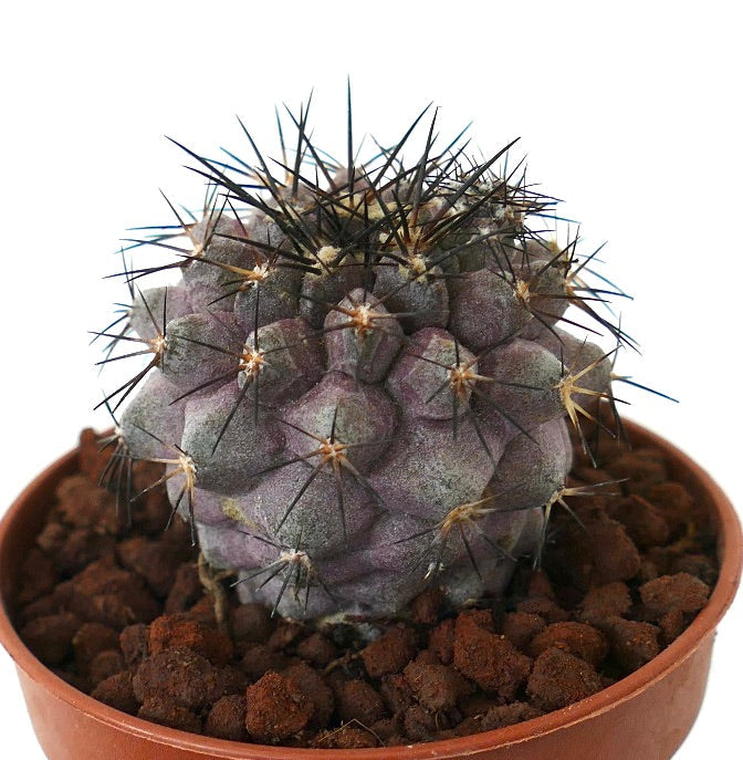 Copiapoa griseovilacea x Copiapoa humilis