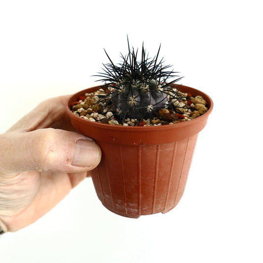 Copiapoa griseoviolacea