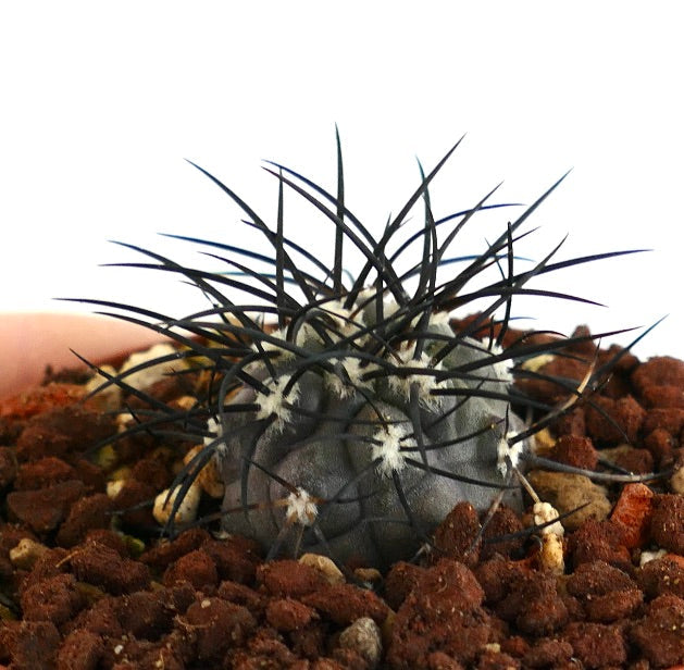 Copiapoa griseoviolacea