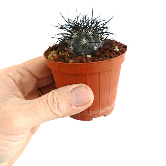 Copiapoa griseoviolacea SELECTED