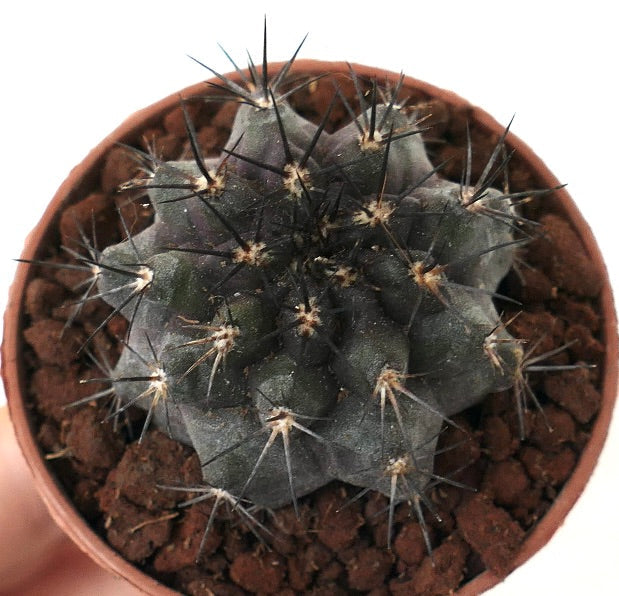 Copiapoa grisoviolacea x Copiapoa atacamensis