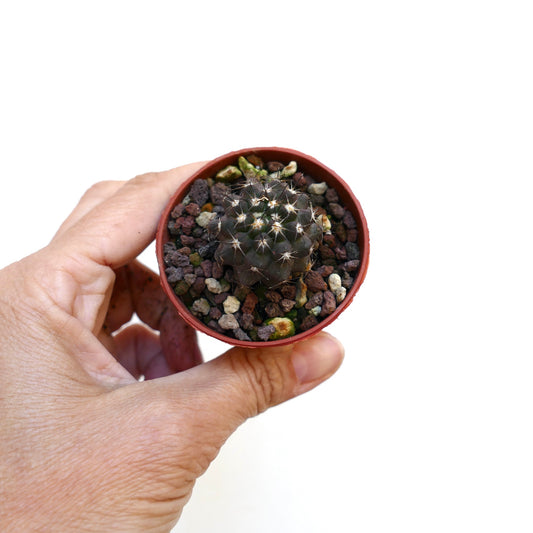 Copiapoa columna-alba X cinerea X serpentislucata liten mørkegrønn kaktus med skarpe torner i potte