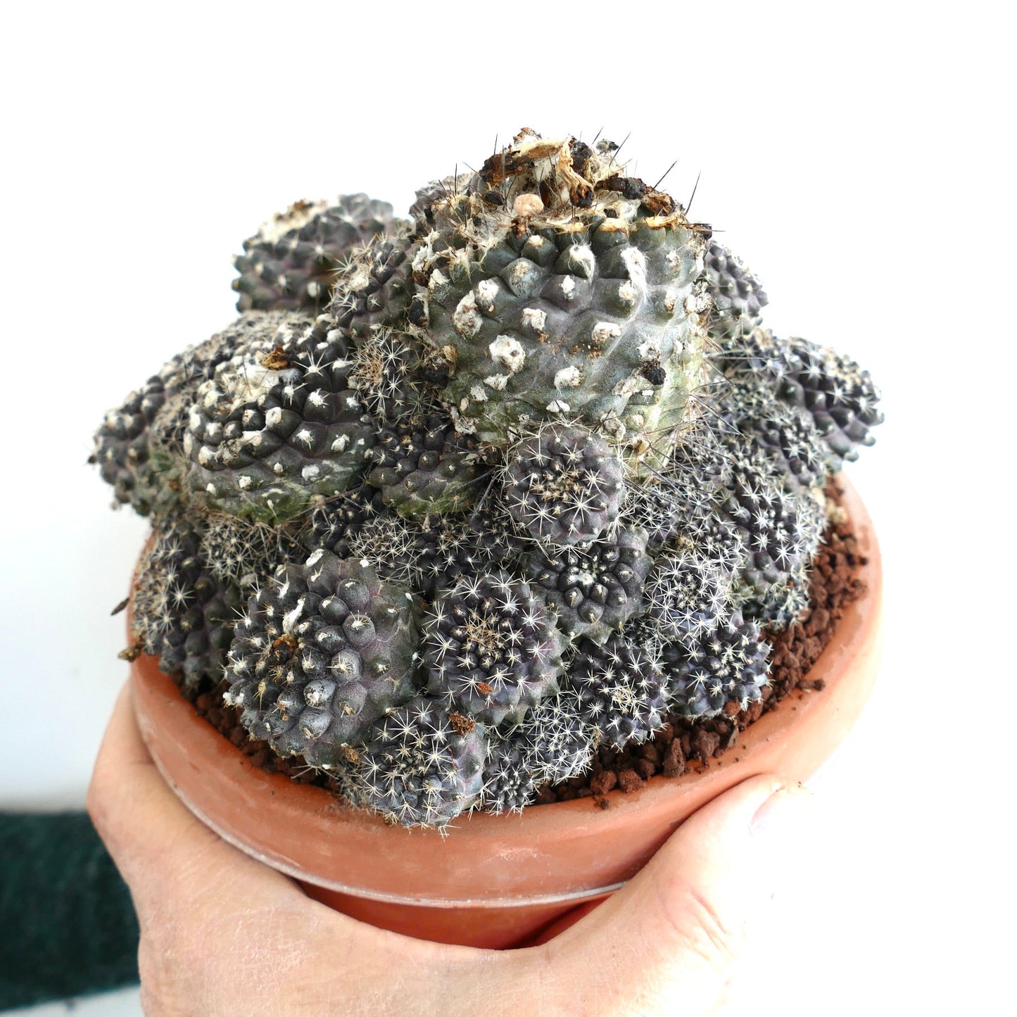 Copiapoa hypogaea OLD CLUSTER