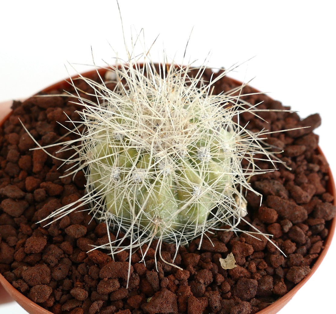 Copiapoa krainziana small green cactus with dense white spines in terracotta pot