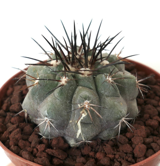 Copiapoa longistaminea SUPER GRAY