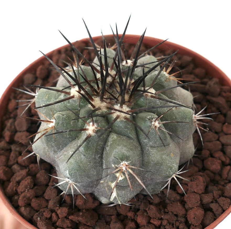 Copiapoa longistaminea SUPER GRAY