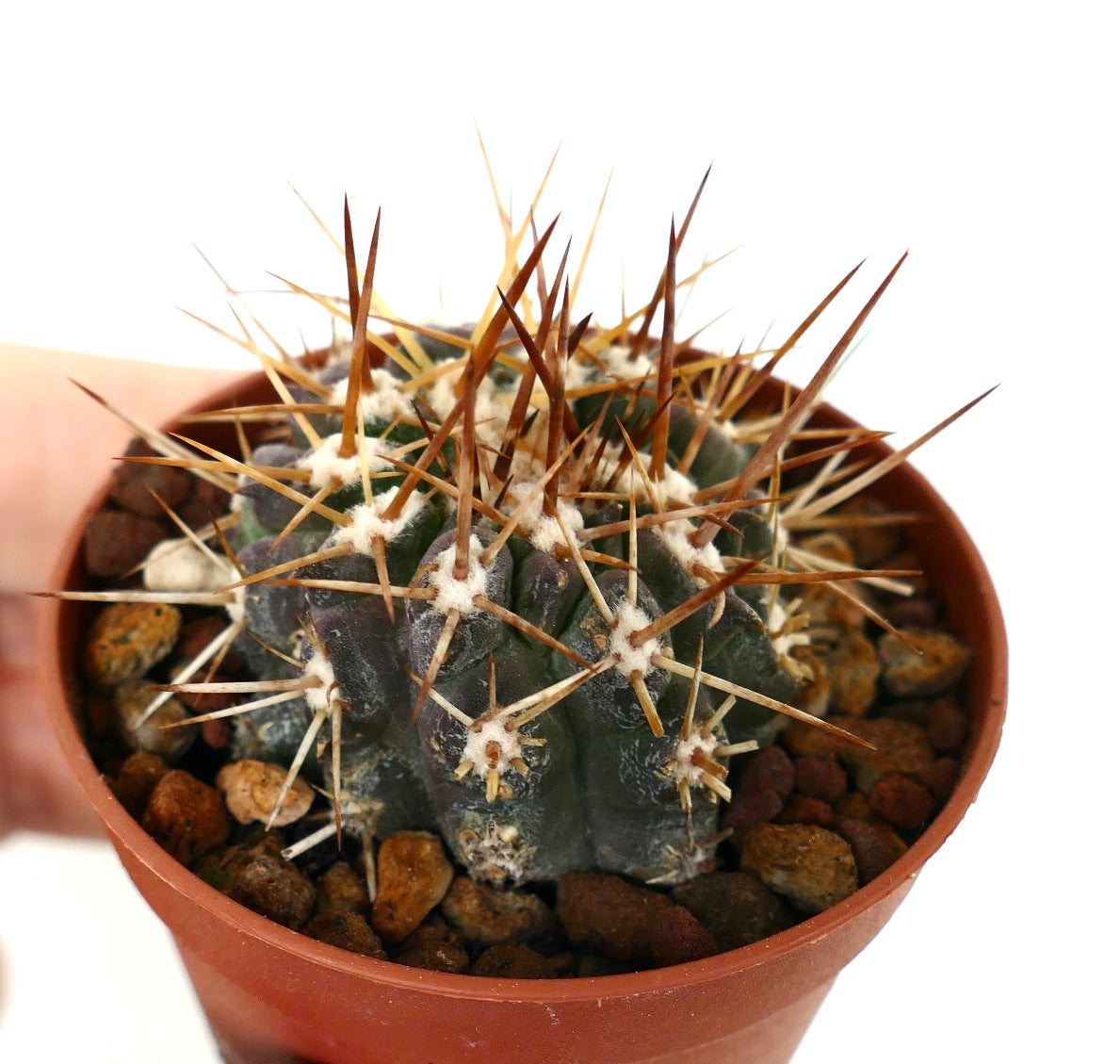Copiapoa serpentisulcata small cactus with long brown spines in terracotta pot
