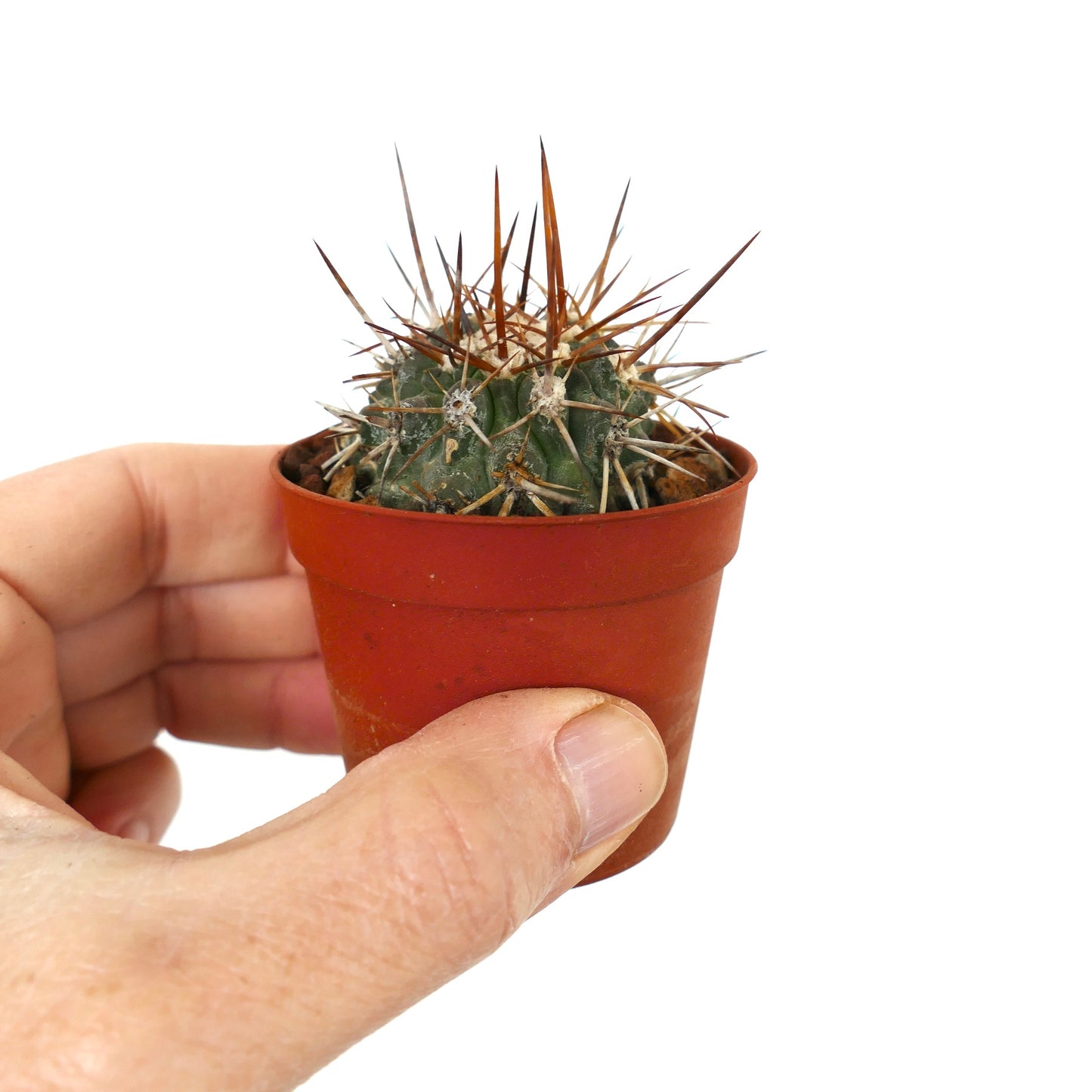 Copiapoa serpentisulcata small succulent cactus with long brown spines in terracotta pot held by hand