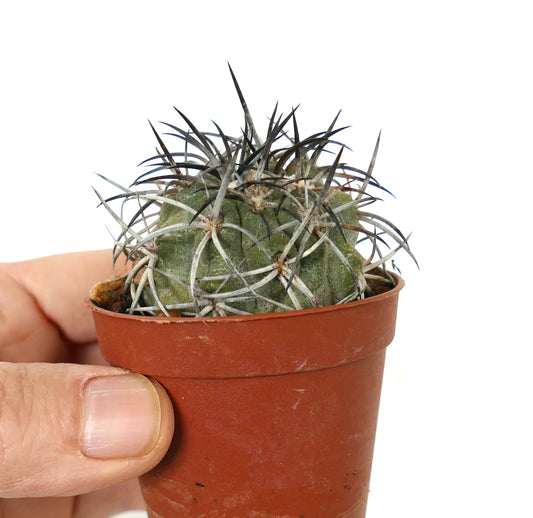Copiapoa griseoviolacea small cactus with dense dark spines in brown plastic pot held by hand
