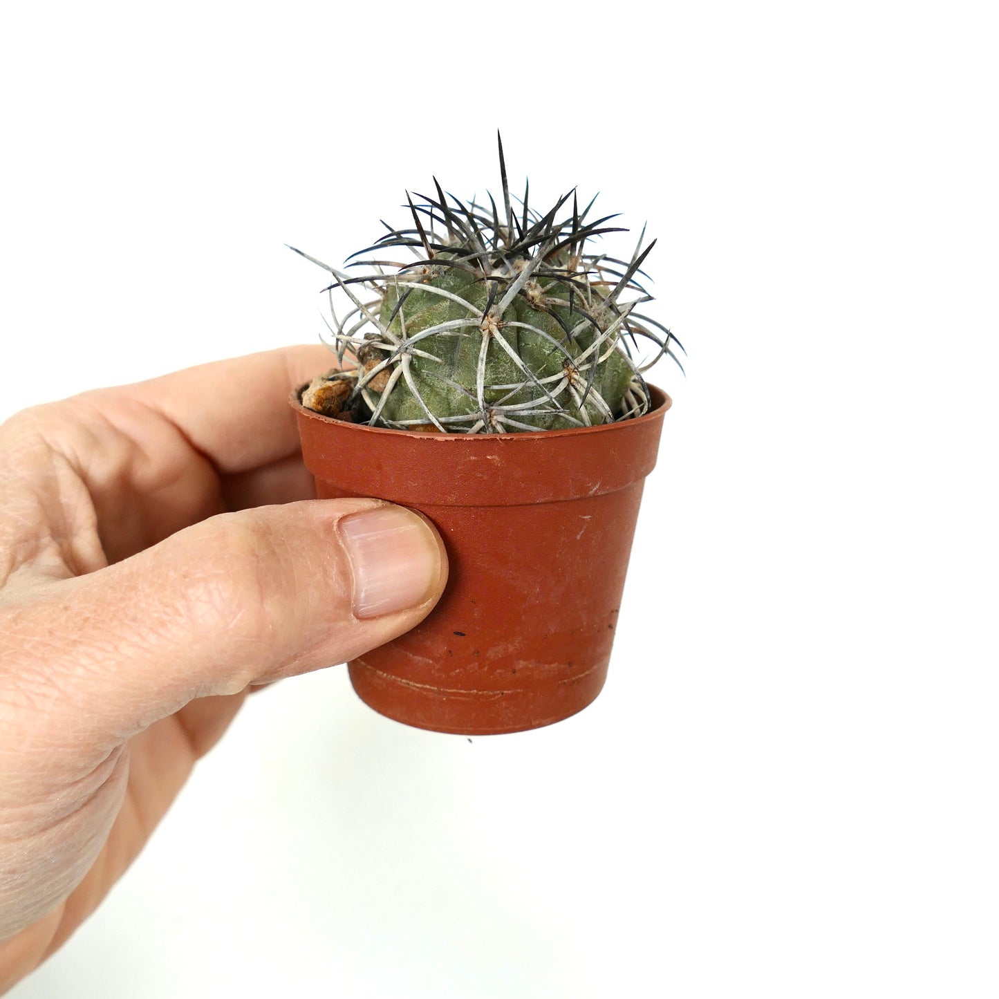 Copiapoa griseoviolacea small cactus with dense dark spines in brown plastic pot held by hand