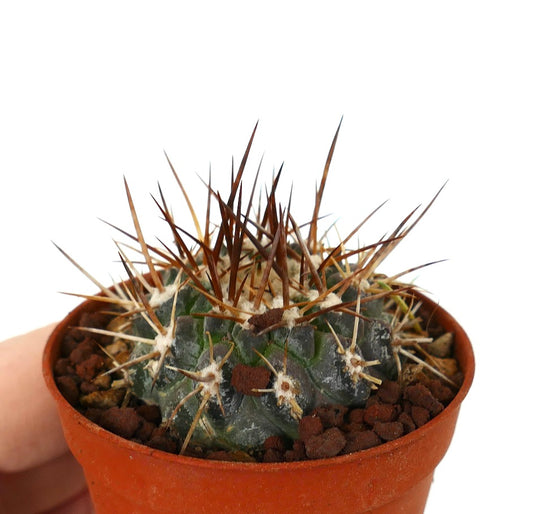 Copiapoa serpentisulcata small cactus with dense brown spines in terracotta pot