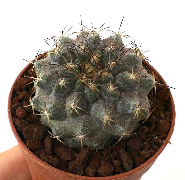 Copiapoa serpentisulcata X Copiapoa cinerea