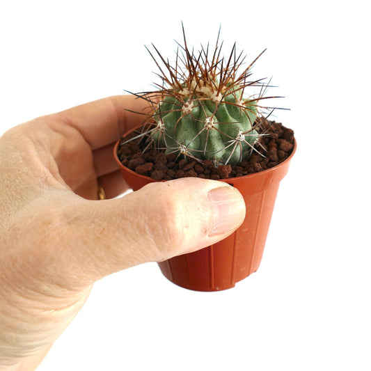 Copiapoa solaris small cactus with dense brown spines in a tiny brown pot held by hand