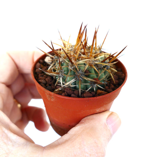 Copiapoa solaris small succulent cactus with long brown spines in terracotta pot held by hand