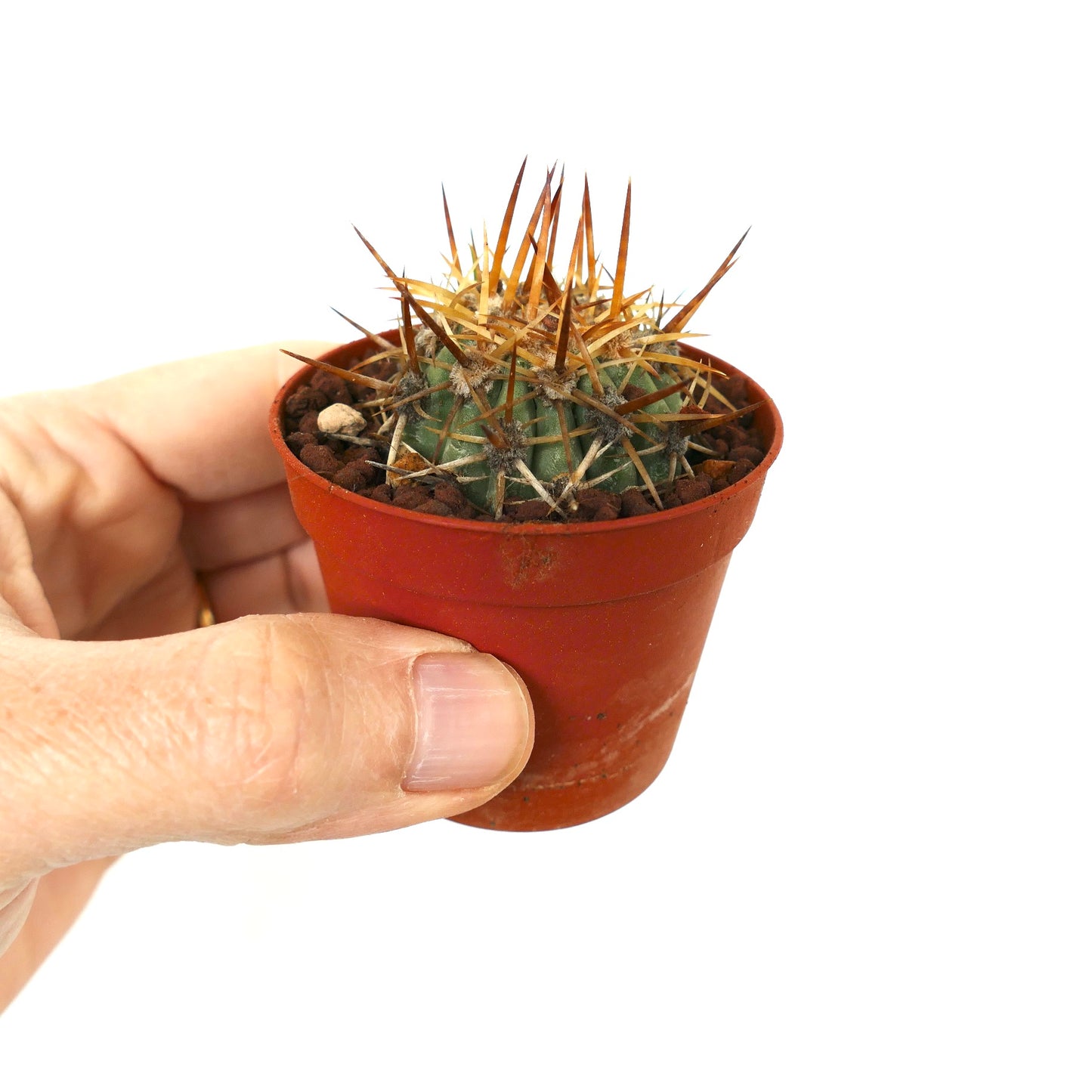 Copiapoa solaris small succulent cactus with long brown spines in red pot held by hand