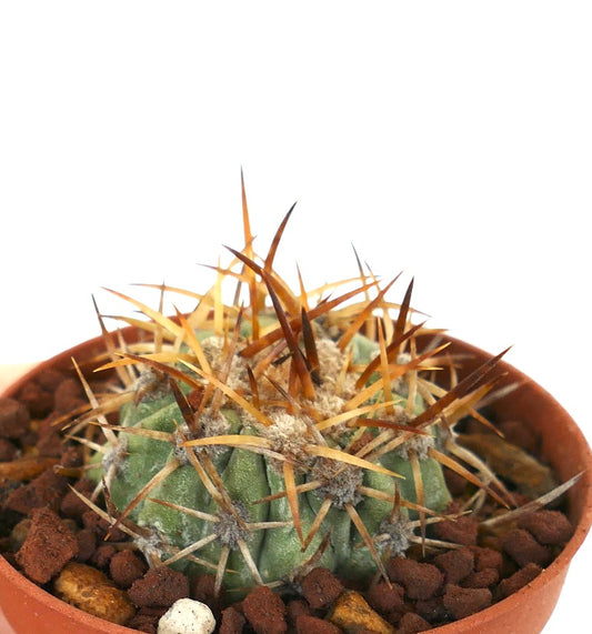 Copiapoa solaris cactus with long brown spines in small terracotta pot