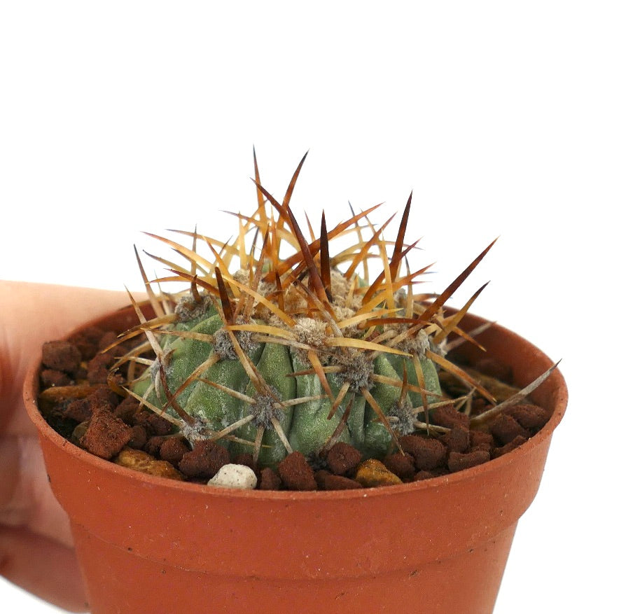 Copiapoa solaris small succulent cactus with long brown spines in terracotta pot