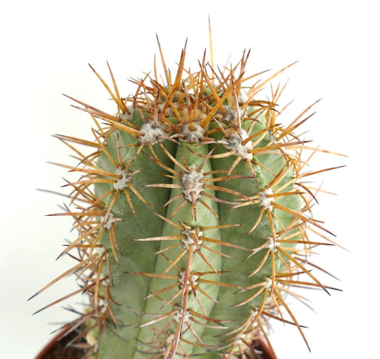 Copiapoa solaris cactus with long brown spines and green ribbed body in pot