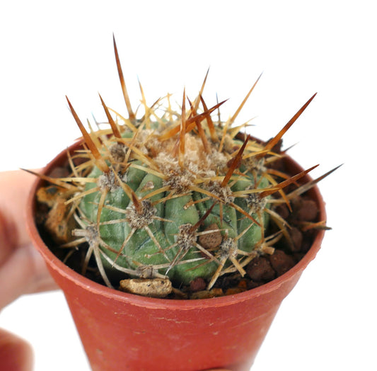 Copiapoa solaris small green cactus with long brown spines in terracotta pot