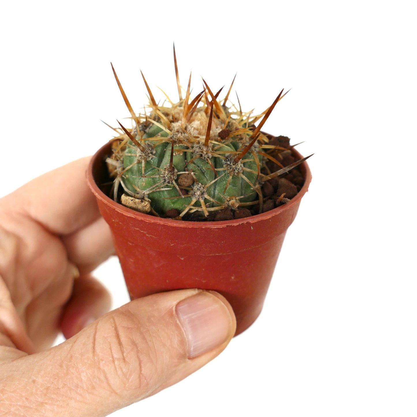 Copiapoa solaris small succulent cactus with long brown spines in red pot