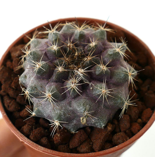 Copiapoa tenuissima