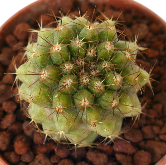 Copiapoa tenuissima X goldii