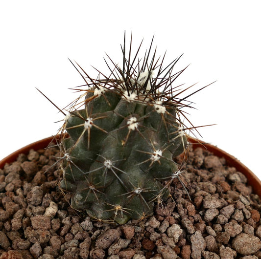 Copiapoa acatamensis small succulent cactus with dark green body and long sharp spines in pot