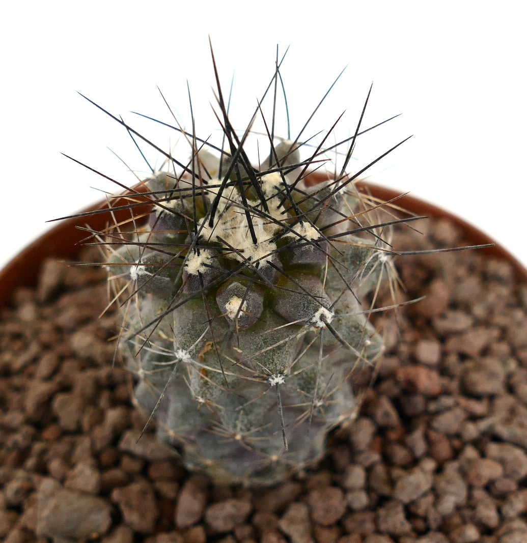 Cactus Copiapoa acatamensis avec de longues épines pointues et un corps texturé gris-vert en pot