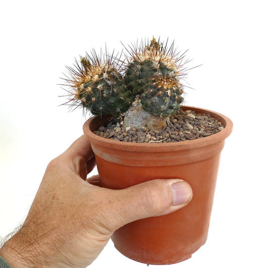 Copiapoa affinis desertorum small succulent cactus with three spiny heads in terracotta pot