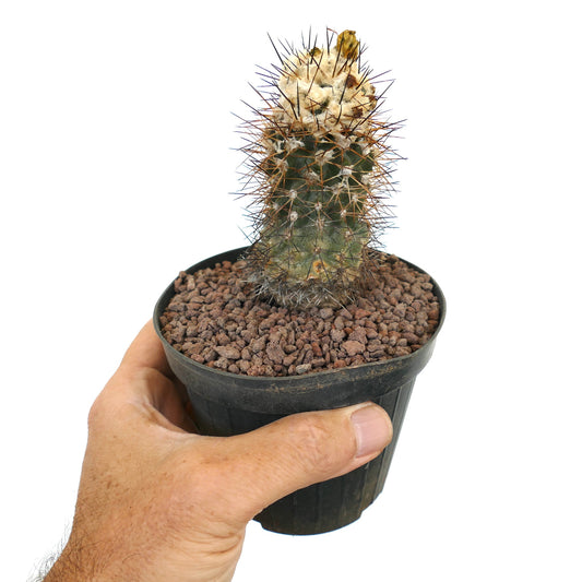 Copiapoa affinis humilis cactus with dense spines and woolly top in small black pot