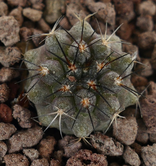 كوبيابوا أهرميمفيانا صبّار صغير نادر ذو أشواك داكنة وجسم أخضر محكم الملمس