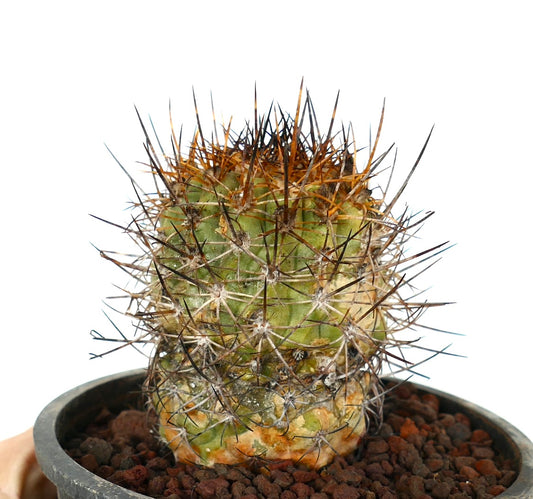 Copiapoa algarrobensis cactus suculento raro con espinas largas y densas de color oscuro y cuerpo verde