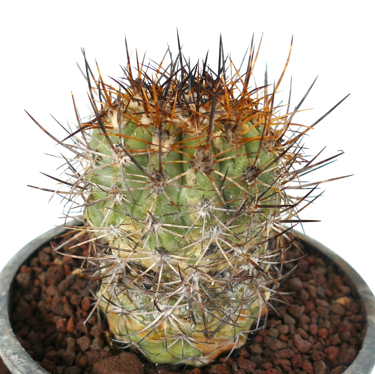 Copiapoa algarrobensis nox | Botanical Archive | ユニークなサボテン