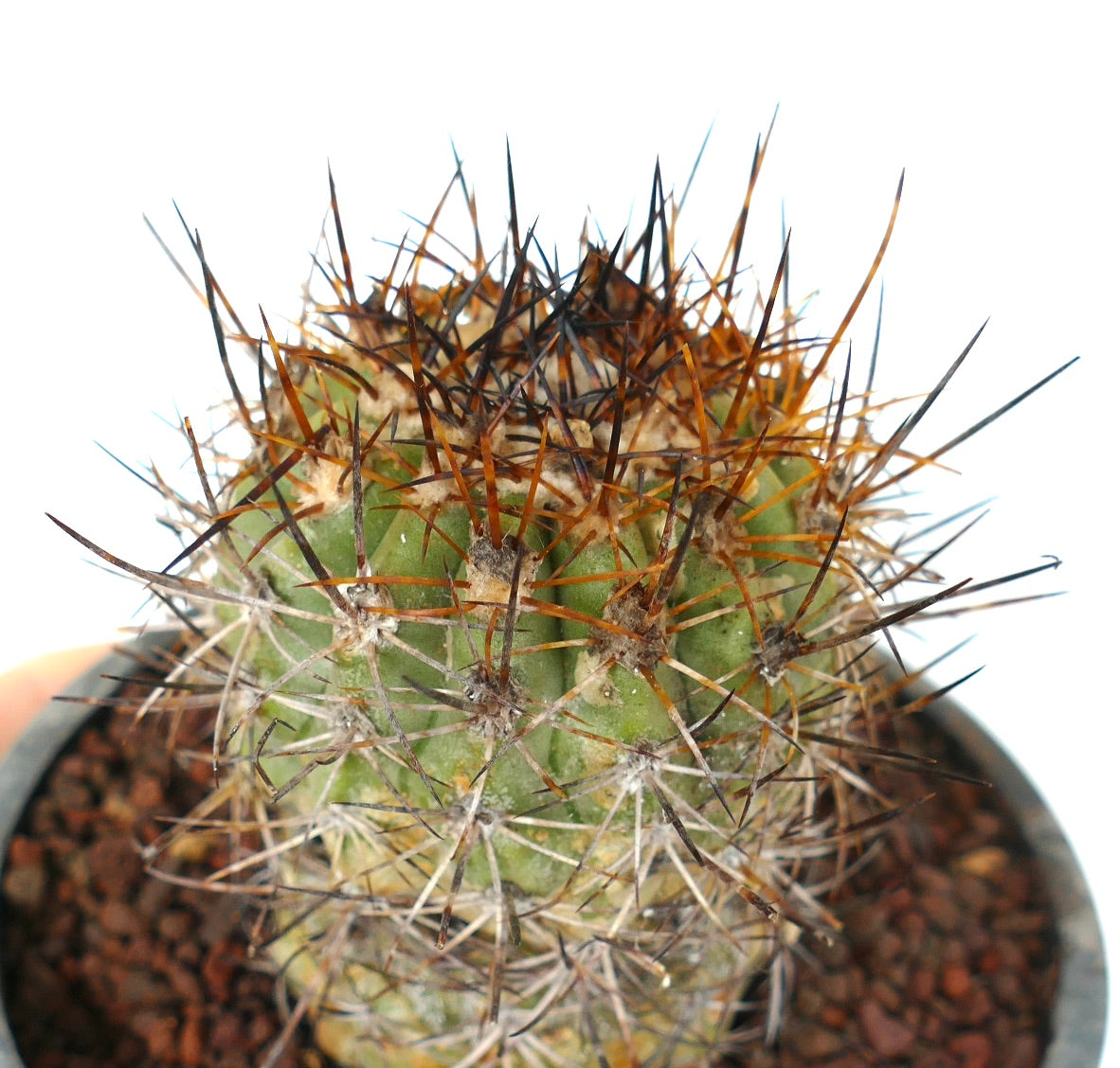 Copiapoa algarrobensis green cactus with dense sharp orange and black spines succulent specimen