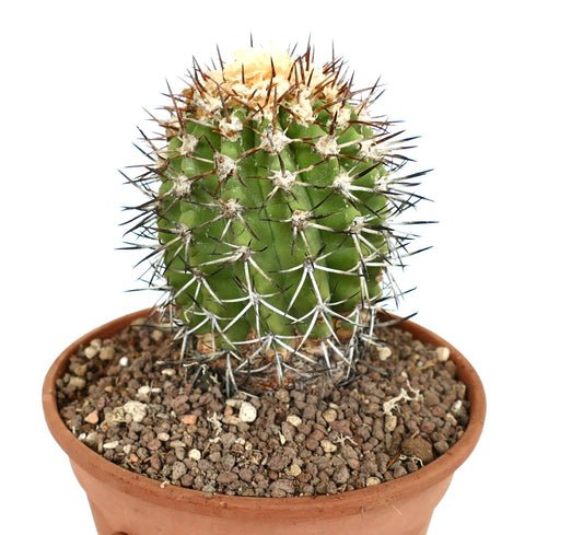 Copiapoa alticostata liten grønn kaktus med tette skarpe brune og hvite pigger i potte