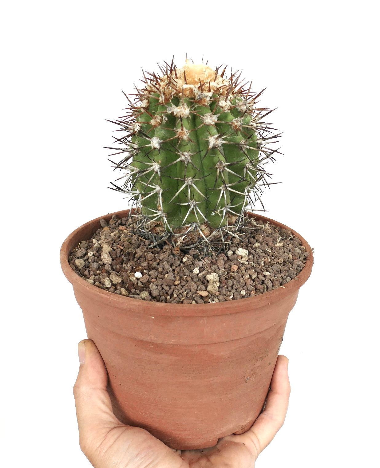 Copiapoa alticostata small round succulent cactus with dense sharp spines in terracotta pot
