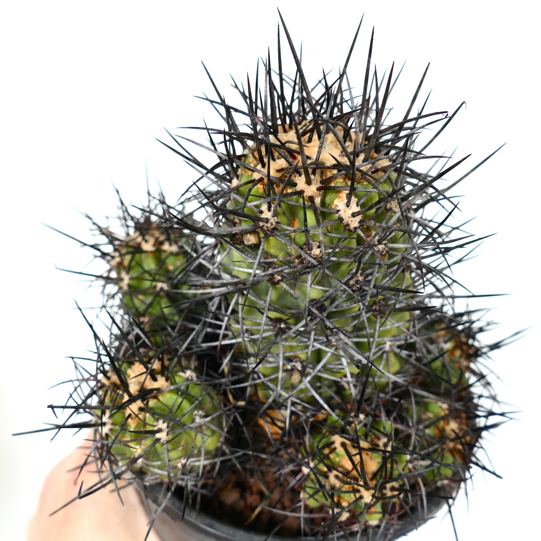 Copiapoa armata | Botanical Archive | 印象的なチリのサボテン