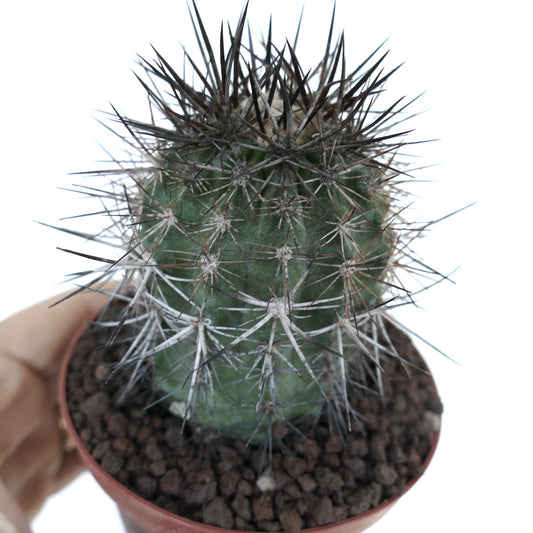 Copiapoa atacamensis small green cactus with dense long dark and white spines in pot